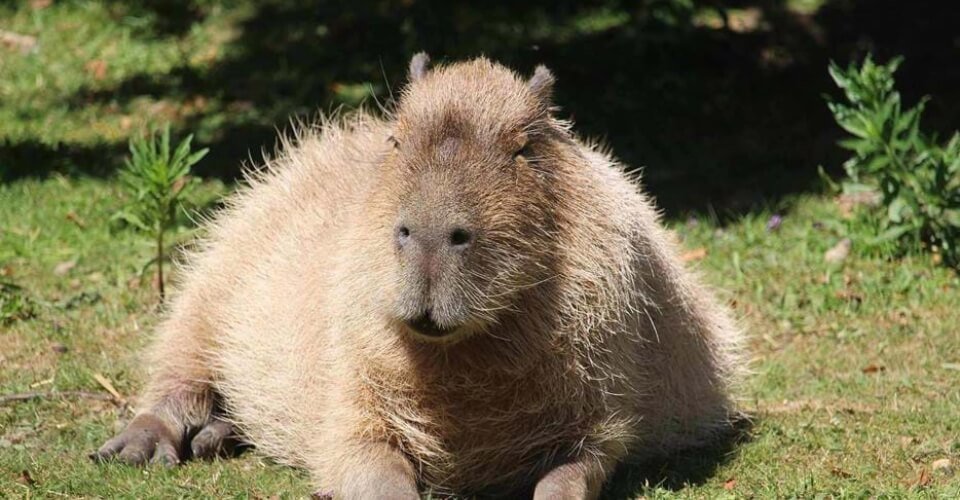 Will the Capybara Tiktok Trend Ever Stop