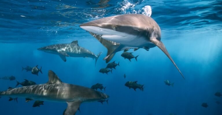 Hilton Head Shark Attacks Explained