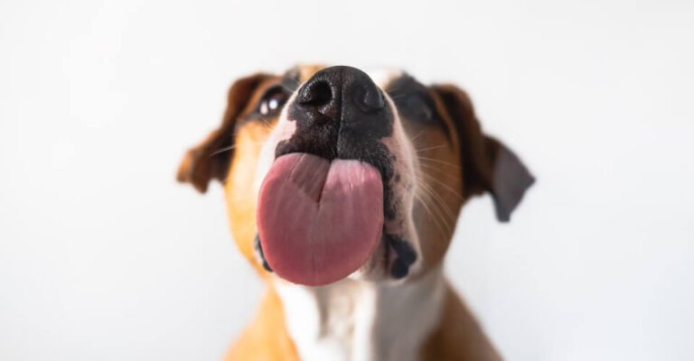 Why Do Dogs Lick You Before They Go to Sleep