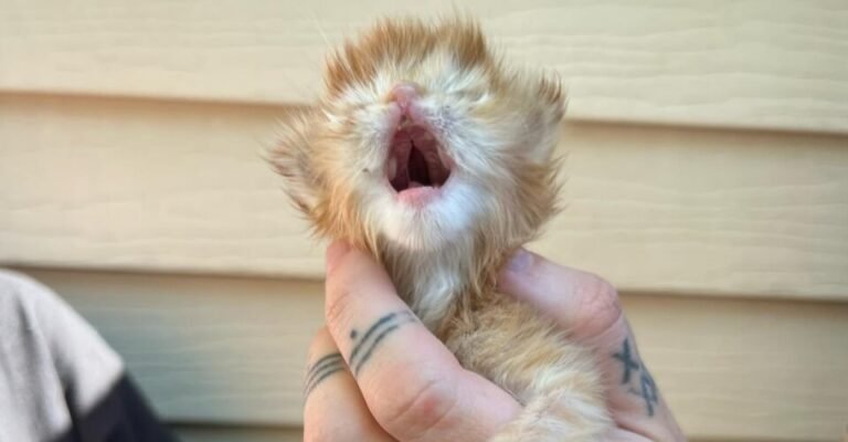 FACT CHECK Is the Tater Tot Cat Dead