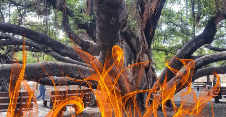 Will The Sacred Banyan Tree In Lahaina Survive?