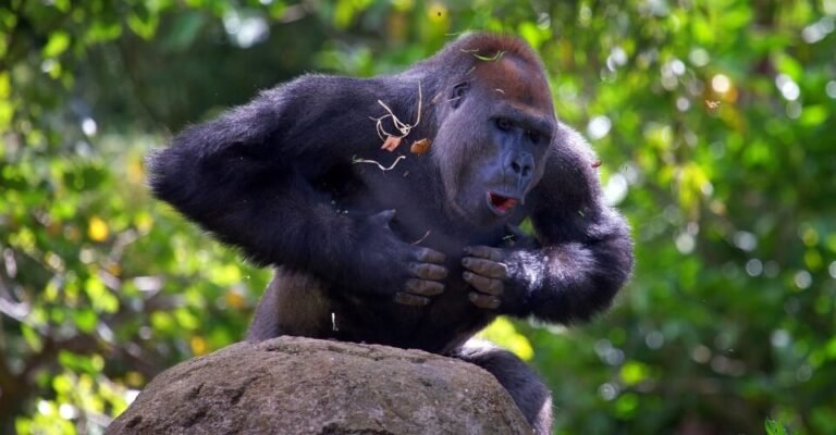 DECODED: Why Do Gorillas Beat Their Chest?