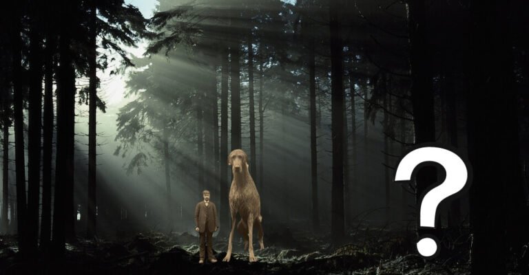 Is the Viral Giant Irish Greyhound From 1902 Real?