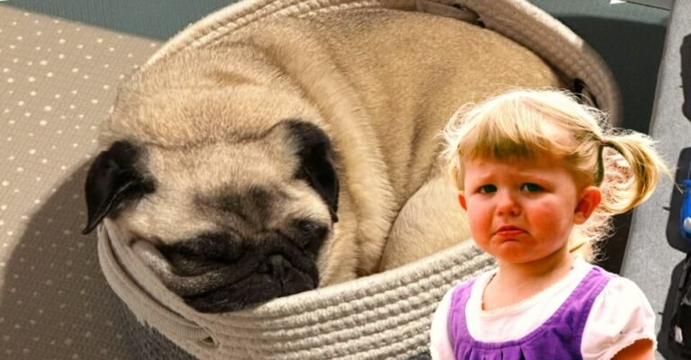 Who Is Ellie from DanTDM? What Happened to Ellie the Pug?