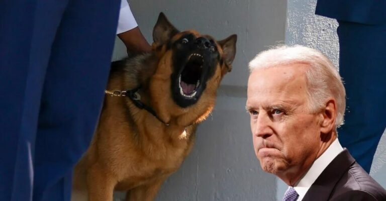 Did Joe Biden Kick His Dog, Commander? Why Was Biden's Dog Removed from the White House?