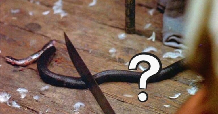 Did They Kill a Real Snake on Friday the 13th?