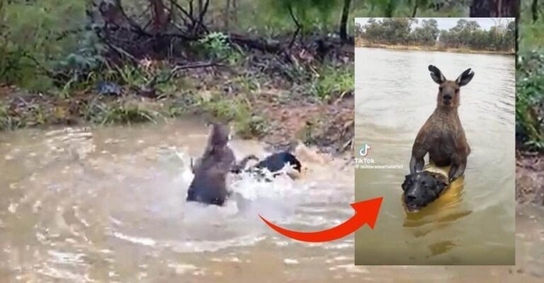 Do Kangaroos Drown Dogs? Man Saves Dog from Being Drowned by a Kangaroo