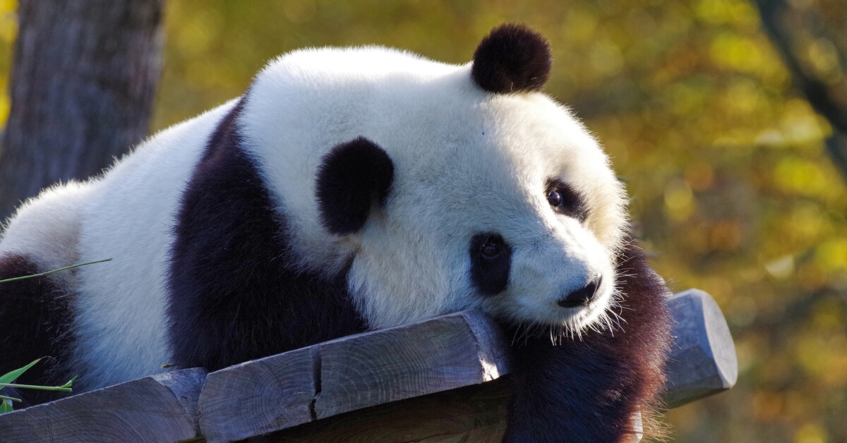 Why Are Pandas Going Back to China? The National Zoo’s Panda Program Explained