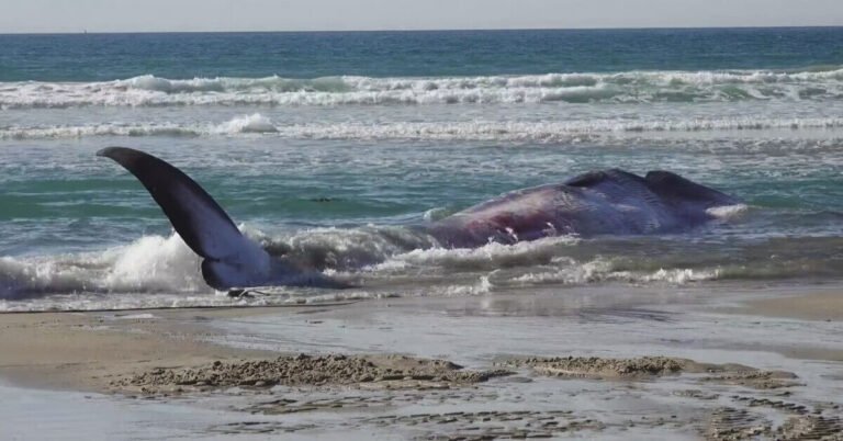 52 Ft Dead Whale on Pacific Beach San Diego Explained