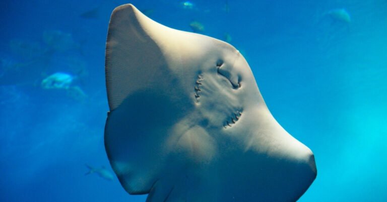 Did Charlotte the Stingray Give Birth?