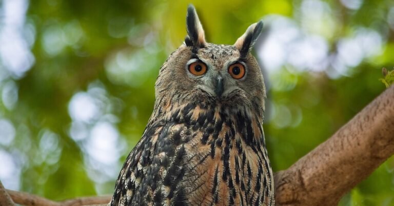 How Did Flaco the NYC Owl Die? (Cause of Death Explained)