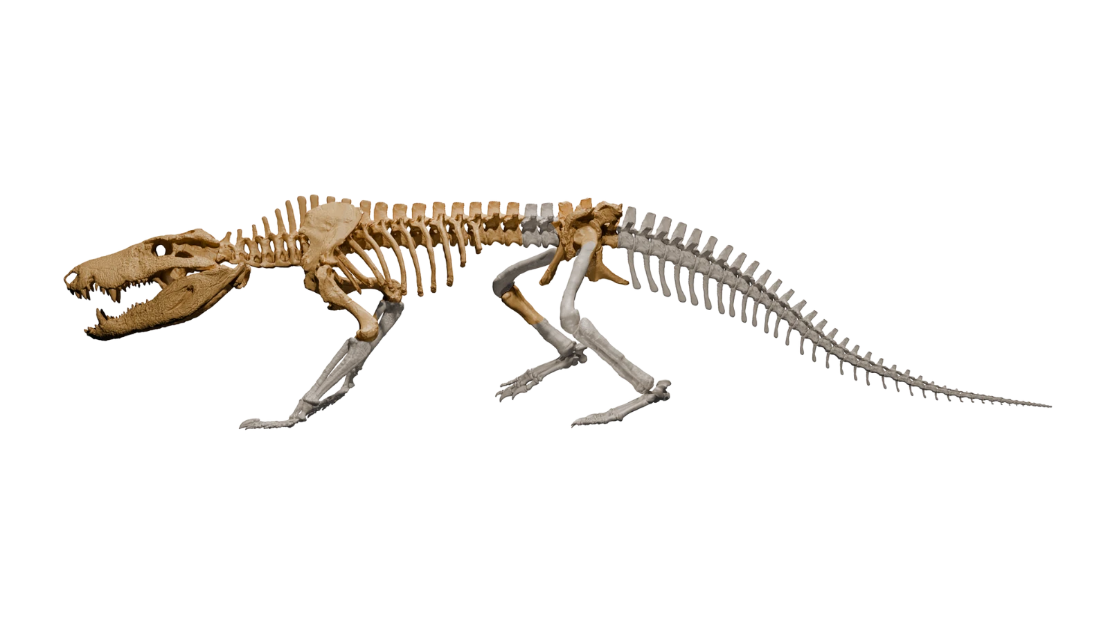 Dinosaur eating crocodile, Kostensuchus atrox