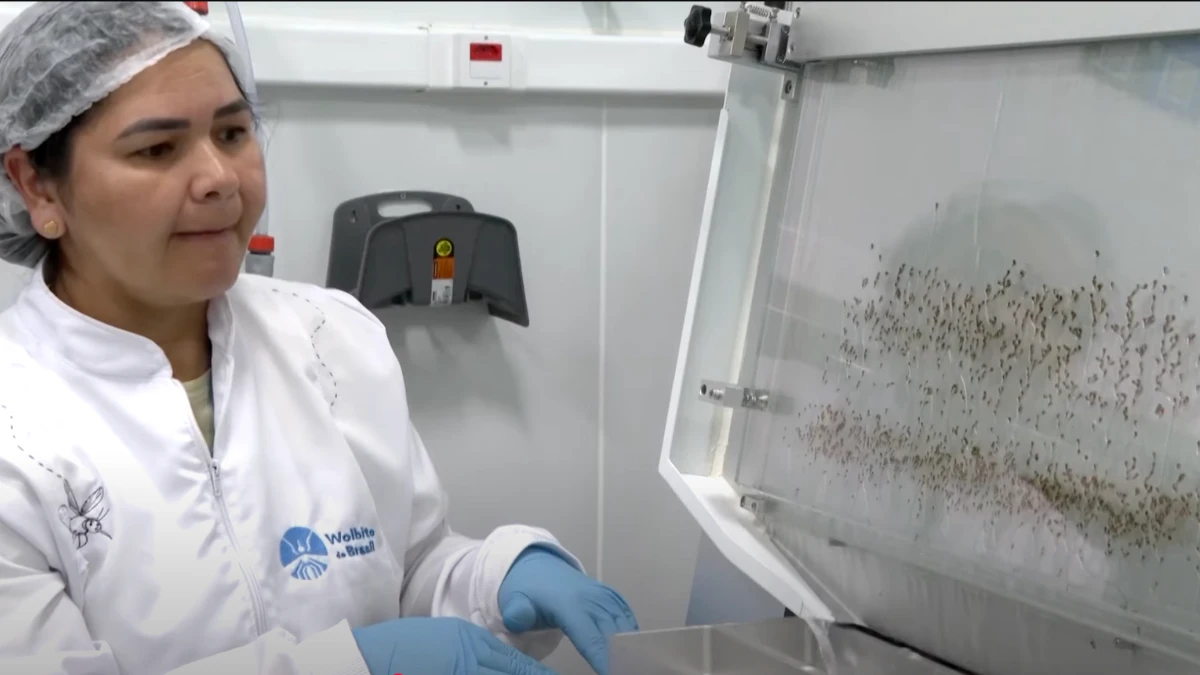 A carefully engineered army carrying Wolbachia, a harmless bacteria that blocks diseases like dengue, Zika, and chikungunya from spreading.